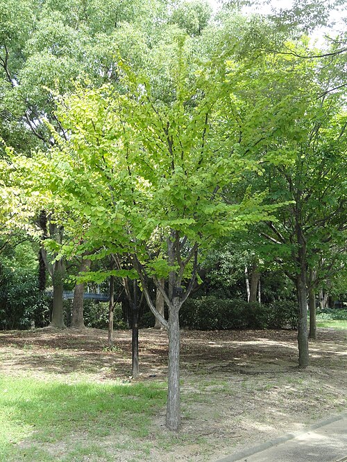 Katsura tree: Botanical specimen in the Nagai Botanical Garden, Osaka, Japan.