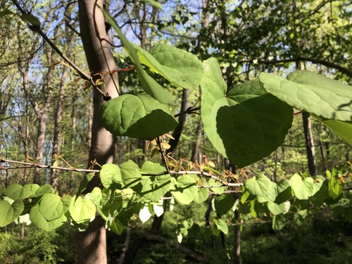 Katsura tree (Cercidiphyllum japonicum)