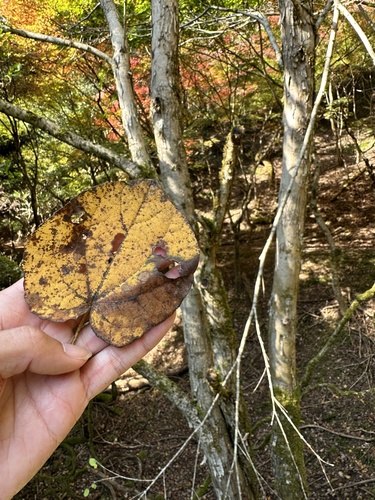 Katsura tree (Cercidiphyllum japonicum)