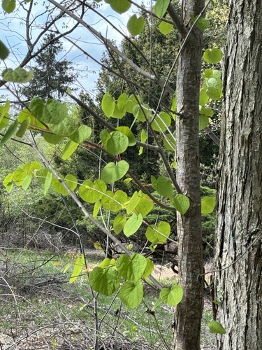 Katsura tree (Cercidiphyllum japonicum)