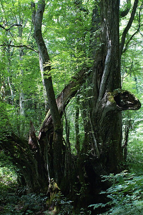 Katsura tree: The tree of Katsura ( Cercidiphyllum japonicum ) for age-of-a-tree 1000 years "great Katsura of Wachi" in Torokawataira, Kami , Hyogo Prefecture , Japan