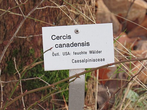 Eastern redbud: Informationstafel Cercis canadensis im Ökologisch-Botanischem Garten der Universität Bayreuth