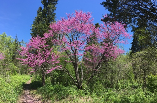 Eastern redbud (Cercis canadensis)