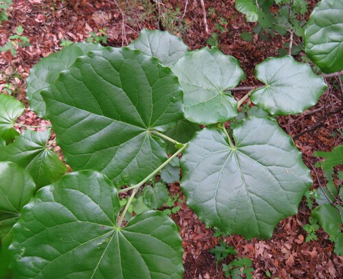 Eastern redbud (Cercis canadensis)
