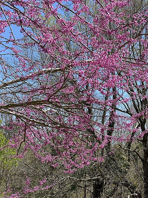 Eastern redbud: Eastern redbud tree, Whitehouse, Smith County, March 2021