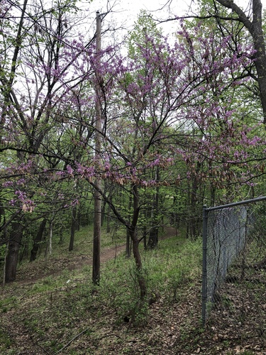 Eastern redbud (Cercis canadensis)
