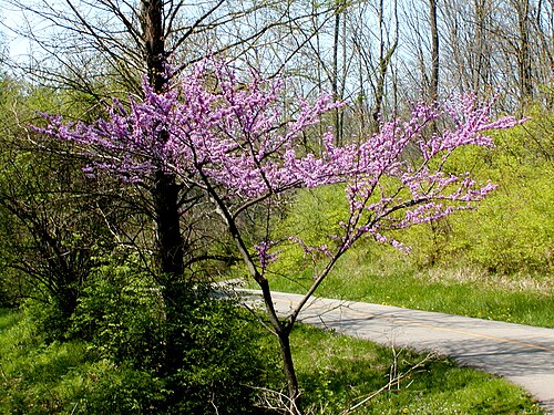 Eastern redbud: Redbud in bloom near Cincinnati, OH.