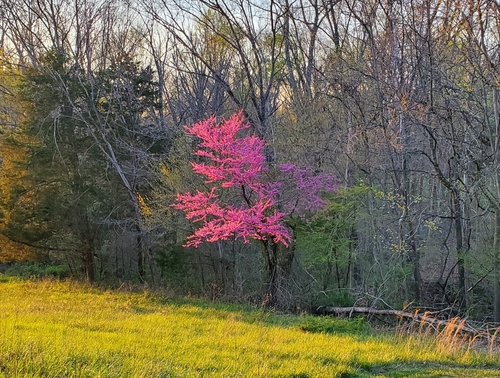 Eastern redbud (Cercis canadensis)