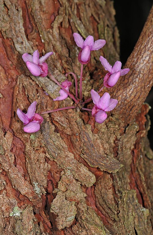 Eastern redbud: Eastern Redbud - Cercis canadensis, Leesylvania State Park, Woodbridge, Virginia, April 26, 2019