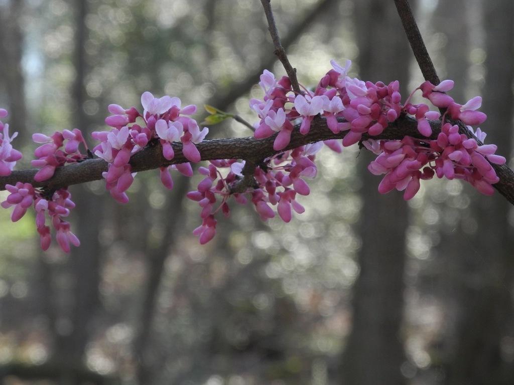 Eastern redbud (Cercis canadensis)