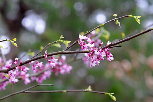 Eastern redbud: Eastern redbud tree, Van Zandt County, March 2020