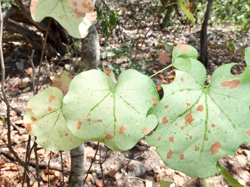 Eastern redbud (Cercis canadensis)