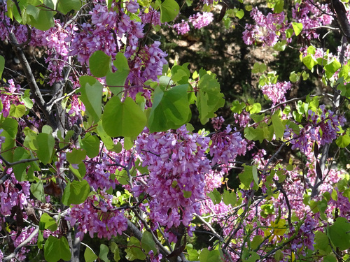 Judas-tree (Cercis siliquastrum)