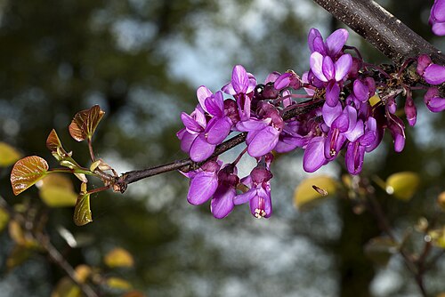 Judas-tree: Flowers and Leaves of Judas tree .