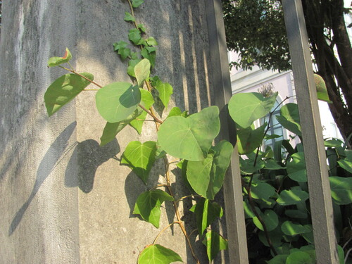 Judas-tree (Cercis siliquastrum)
