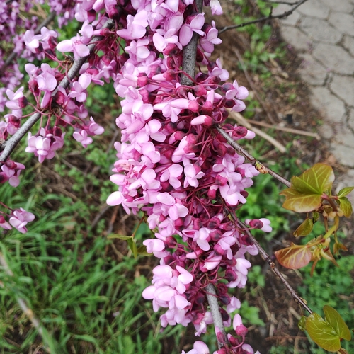 Judas-tree (Cercis siliquastrum)