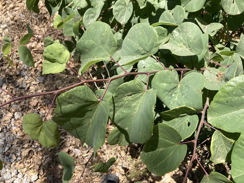 Judas-tree (Cercis siliquastrum)