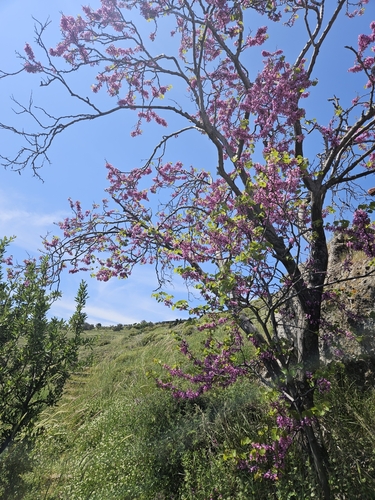 Judas-tree (Cercis siliquastrum)
