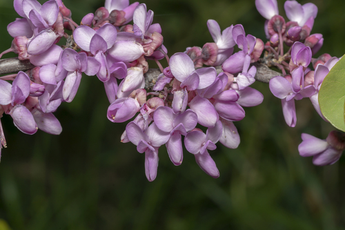 Judas-tree (Cercis siliquastrum)