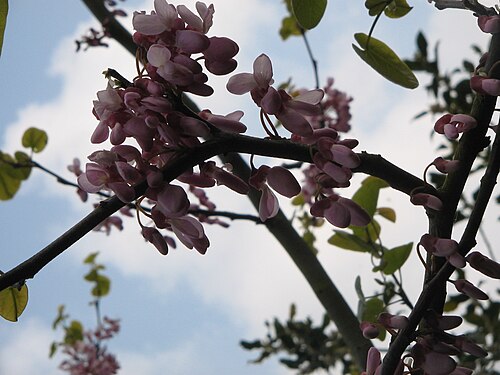Judas-tree: Cercis siliquastrum flowers