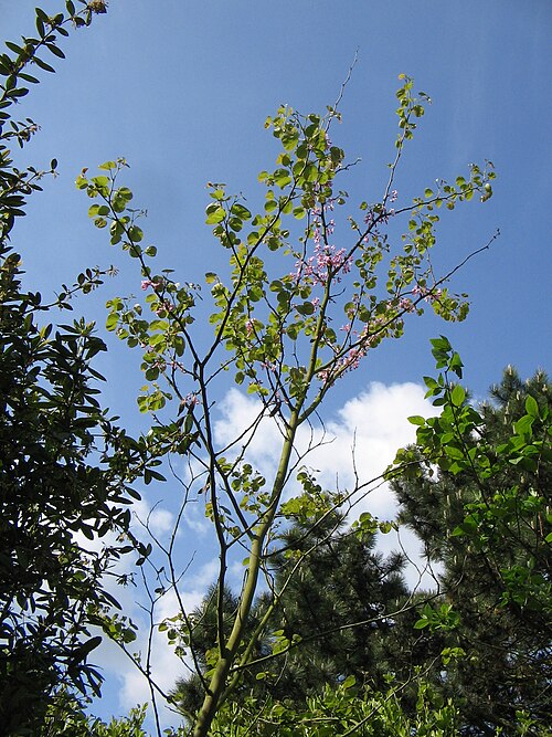 Judas-tree: Cercis siliquastrum in my garden