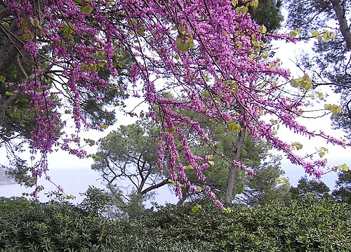 Judas-tree: Cercis siliquastrum , Fabaceae , árbol del amor, árbol de Judea o de Judas, en Jardì Botánic de Caixa de Girona-Cap Roig, árboles ornamentales