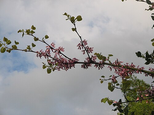 Judas-tree: Cercis siliquastrum flowering