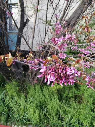 Judas-tree (Cercis siliquastrum)
