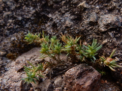 Cerdia virescens (Cerdia virescens)