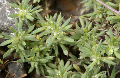 Cerdia virescens (Cerdia virescens)