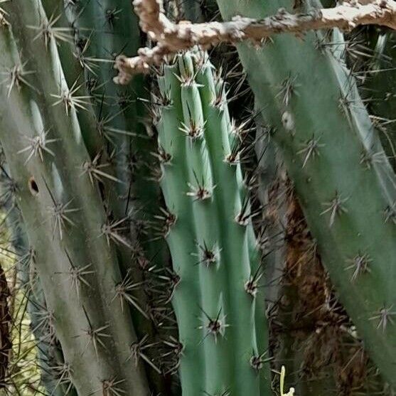 Cereus aethiops (Cereus aethiops)