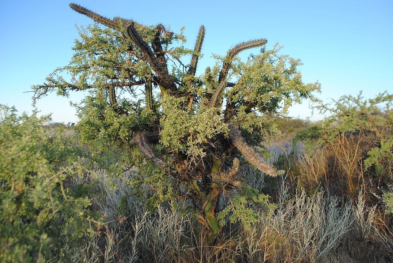 Cereus aethiops: Cereus aethiops known as "Cardoncito" climbing at Geoffroea decorticans, photo taken at Colonia Cilavert, Las Grutas, Río Negro province, Patagonia, Argentina