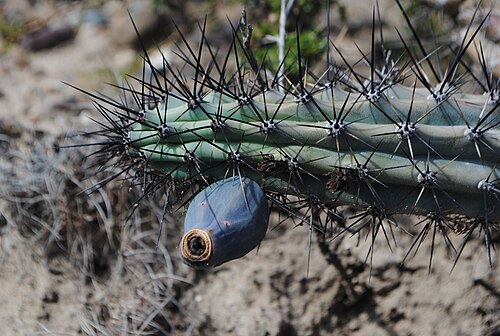 Cereus aethiops: Cereus aethiops known as "Cardoncito" with fruit, photo taken at Colonia Cilavert, Las Grutas, Río Negro province, Patagonia, Argentina