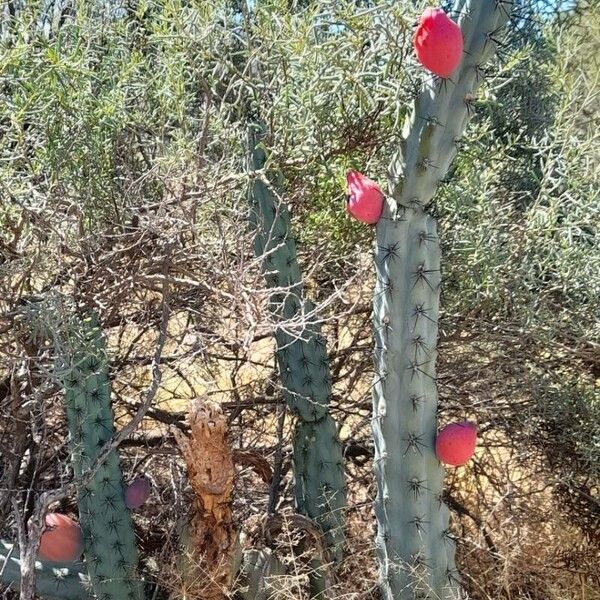 Cereus aethiops (Cereus aethiops)