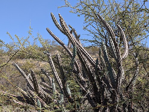 Cereus aethiops: Cereus aethiops in Argentina