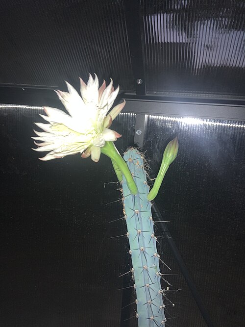Cereus aethiops: Blooming today