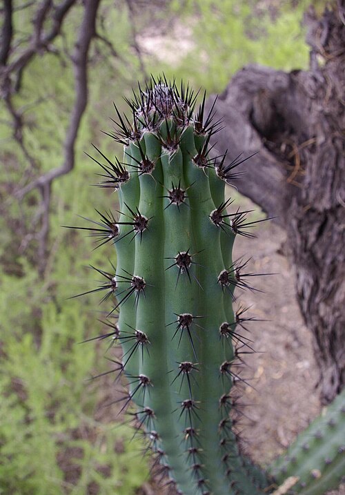 Cereus aethiops: Cereus aethiops in Argentina