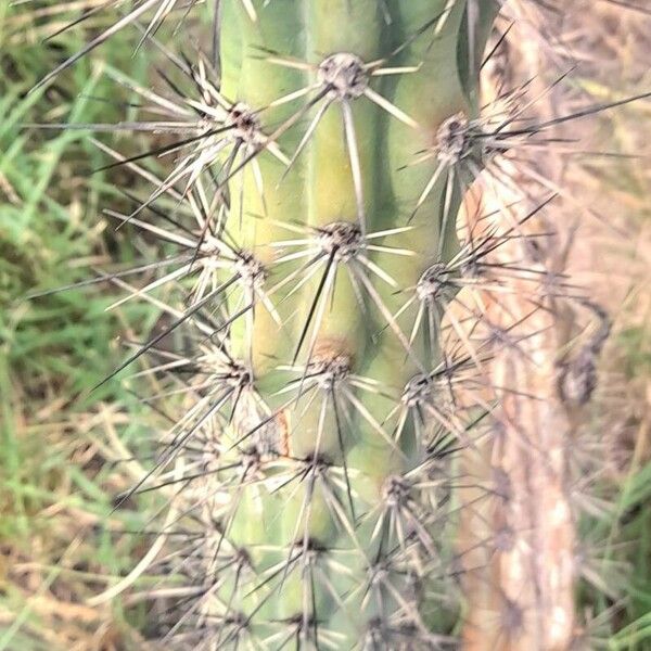 Cereus aethiops (Cereus aethiops)