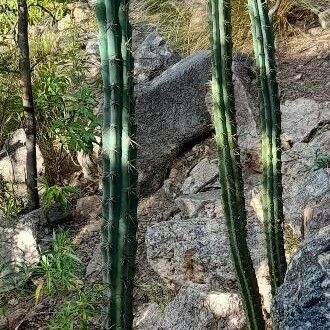 Cereus aethiops (Cereus aethiops)