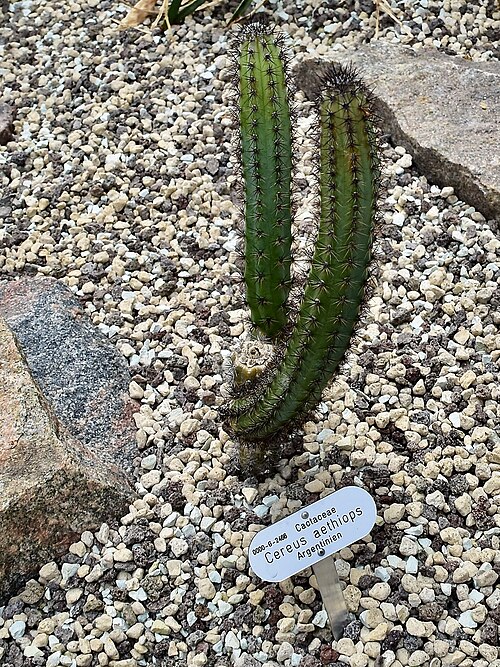 Cereus aethiops: Cereus aethiops. Berggarten Hannover.