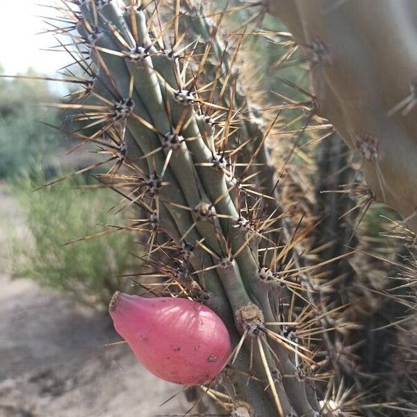 Cereus aethiops (Cereus aethiops)