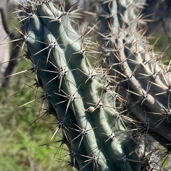 Cereus aethiops (Cereus aethiops)