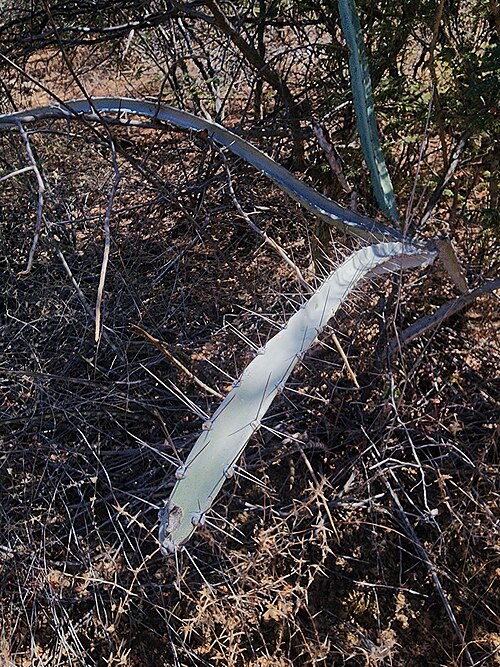 Cereus albicaulis: Cereus albicaulis, Curral Queimado, Petrolina - PE, Brasil, 2024-07-09 (iNaturalist).