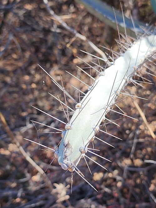 Cereus albicaulis: Cereus albicaulis, Curral Queimado, Petrolina - PE, Brasil, 2024-07-09 (iNaturalist).