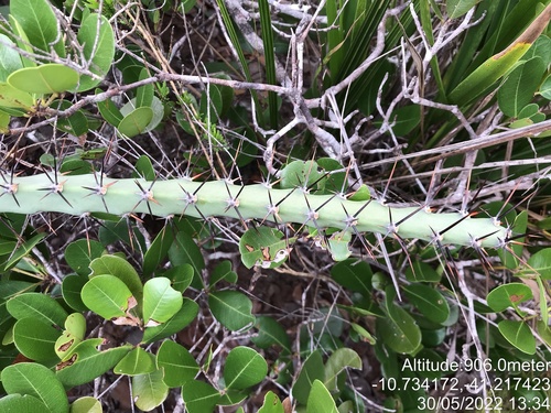 Cereus albicaulis (Cereus albicaulis)