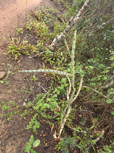 Cereus albicaulis (Cereus albicaulis)