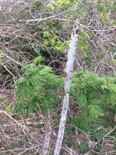 Cereus albicaulis (Cereus albicaulis)