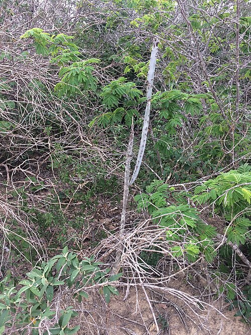 Cereus albicaulis: Cereus albicaulis in Brazil