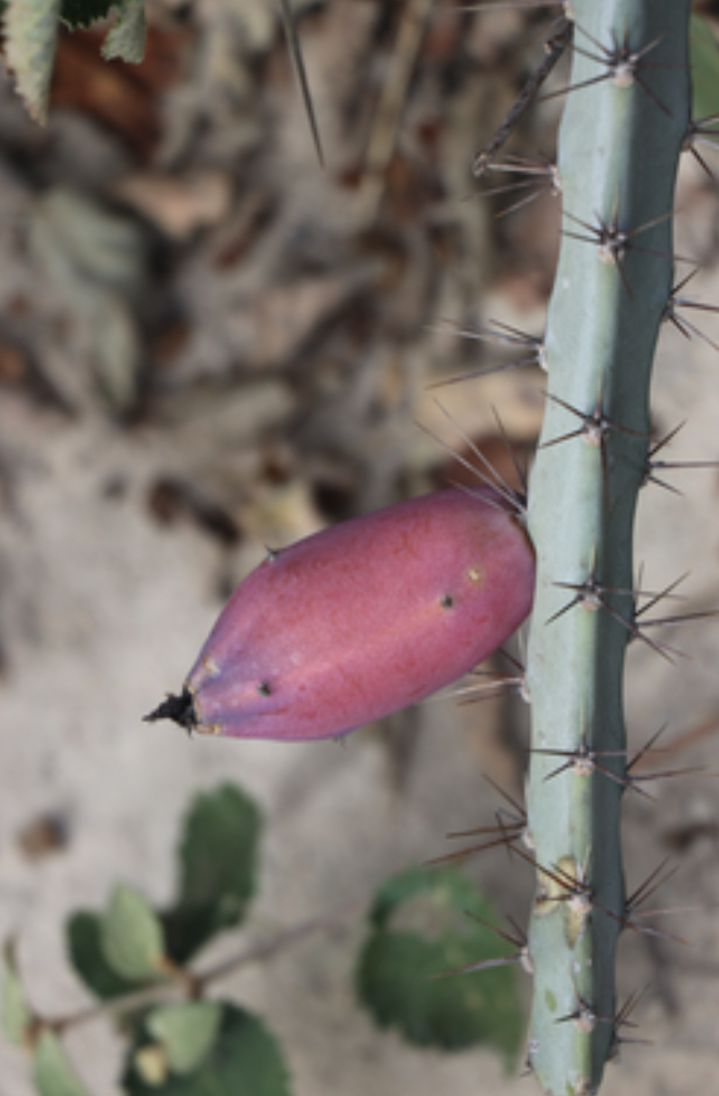 Cereus albicaulis: Cereus albicaulis Bahia Brasil