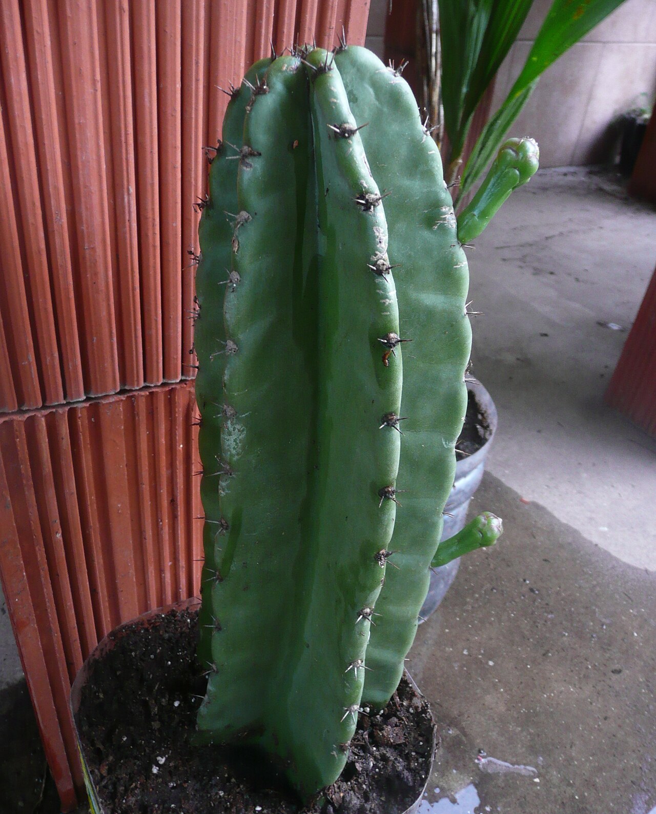 Cereus argentinensis: Ejemplar proveniente de Entre Ríos